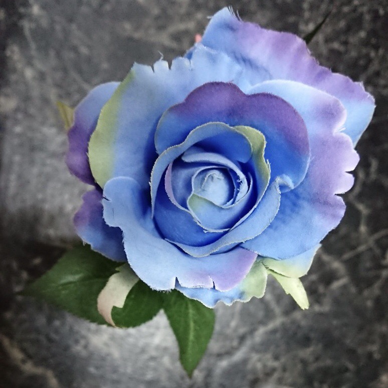 Blue rose